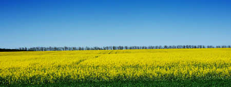Beautiful yellow field of rape against the blue sky and trees