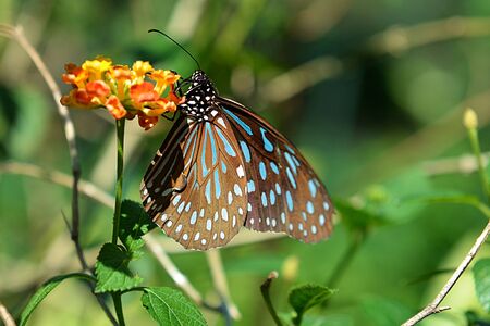 Brown butterfly sitting on the orange flower in a gerden