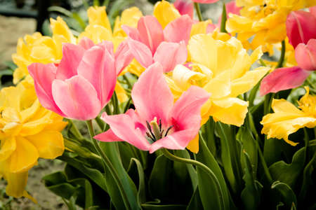 Colorful yellow and purple flowers の写真素材