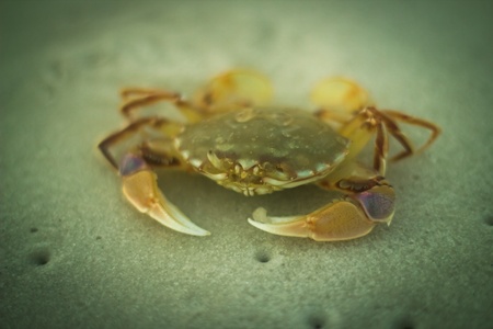A small crab の写真素材