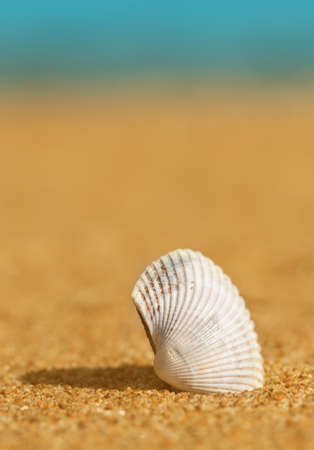 Summer background with seashell in the sand and sea