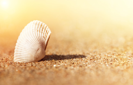 Summer background with seashell in the sand
