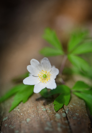 White spring flower on the old woodの写真素材