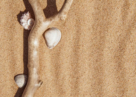 Seashells and dry branch on the yellow sand backgroundの写真素材
