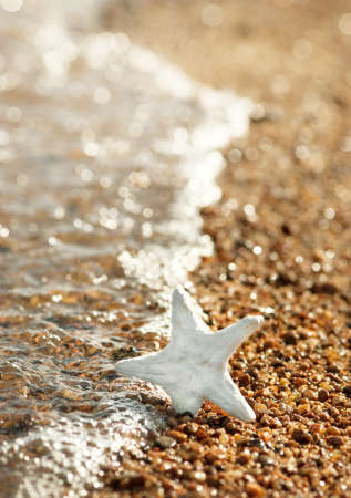Seashell on the coastline and sea water in sunny dayの写真素材