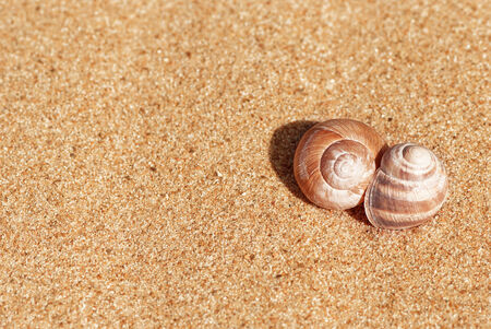 Two seashells on the yellow sand background