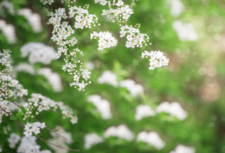 White spring flowers on the tree branches in summerの写真素材