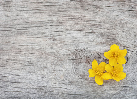 Yellow flowers on the old rustic wood の写真素材
