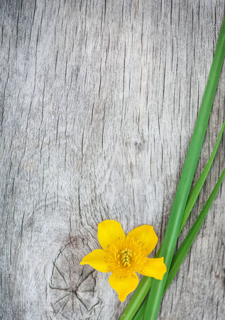 Yellow flower and green grass on the old rustic wood の写真素材