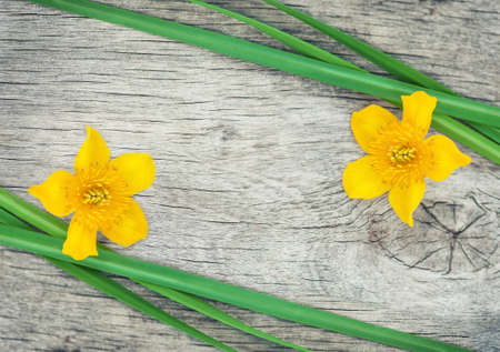Yellow flower and green grass on the old rustic wood の写真素材