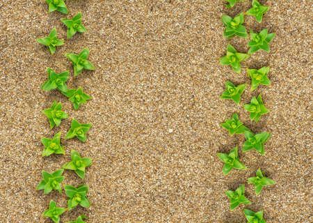 Summer background: border of green plants on the sandの写真素材