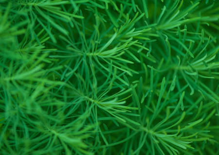 Green fresh summer grass background macro viewの写真素材