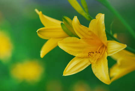 Yellow flowers on the green summer backgroundの写真素材