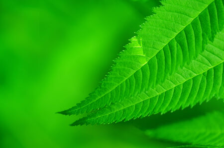 Macro view of fresh green leaves background