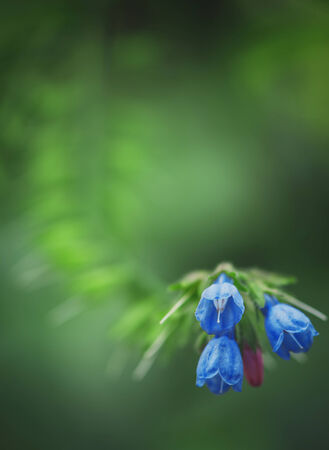 Blue flowers on the summer green backgroundの写真素材