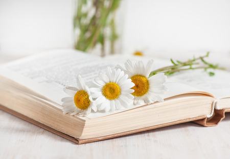 Fresh chamomile flowers in open book on the white wooden table の写真素材