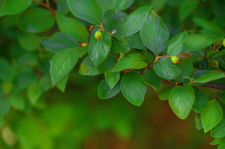Macro view of fresh green plants backgroundの写真素材