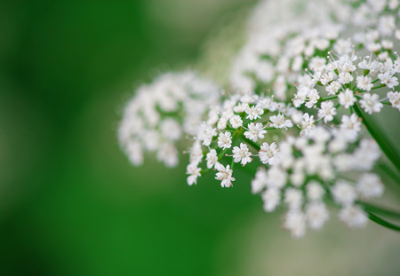 White small flowers on the green summer background