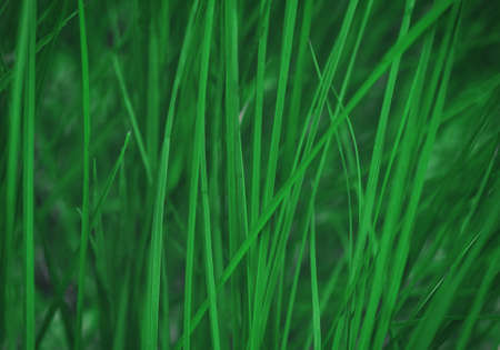 Green fresh summer grass background macro viewの写真素材