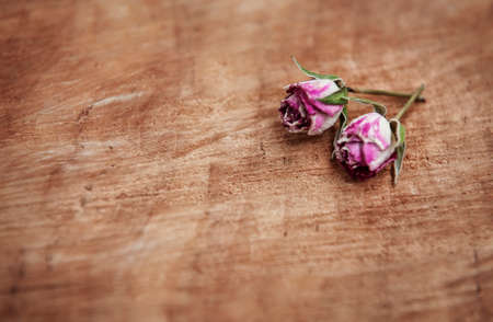 Dry pink tea roses on the old wood backgroundの写真素材