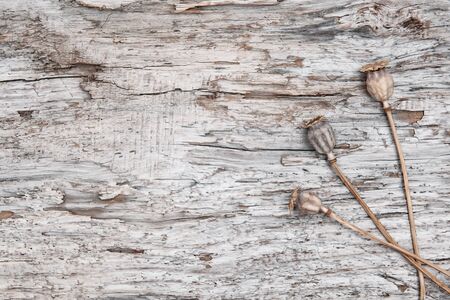 Grunge dark background with dry plants on the old woodの写真素材