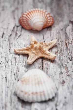 Seashells on the old shabby chic weathered wooden backgroundの写真素材