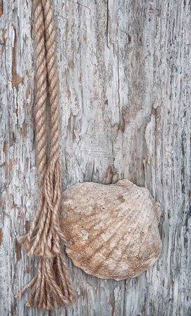 Grunge background with big seashell and ropeの写真素材