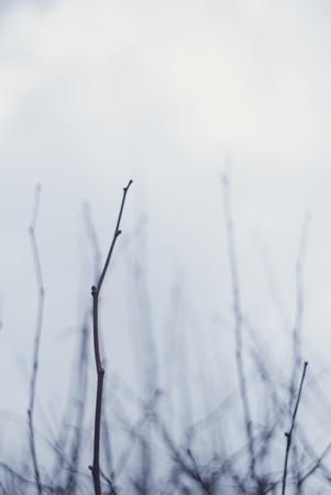 Soft blurred blue background with tree branchesの写真素材