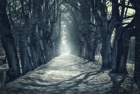 Halloween mystical background with dark forest and roadの写真素材