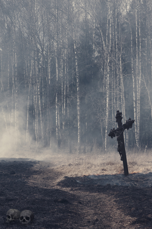 Halloween mystical background with dark forest and roadの写真素材