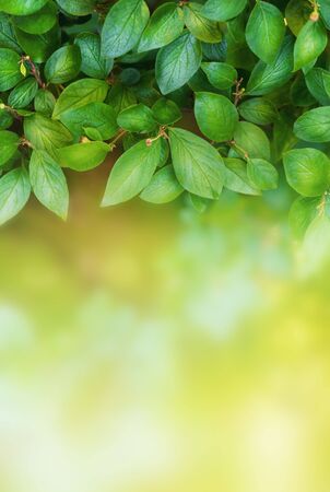 Spring summer background with fresh natural green leaves