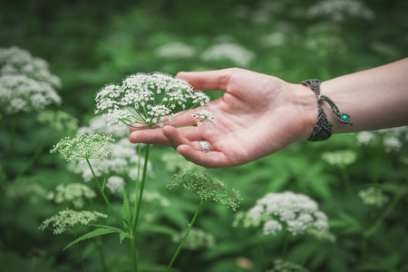 Woman hand touching wild meadow flower outdoorの写真素材