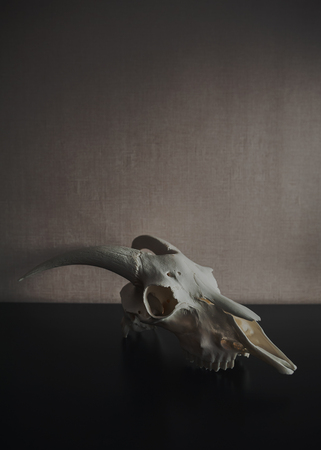 Still life with ram skull on dark backgroundの写真素材