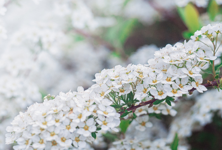 White cherry flowers on the branch. Spring background for designの写真素材