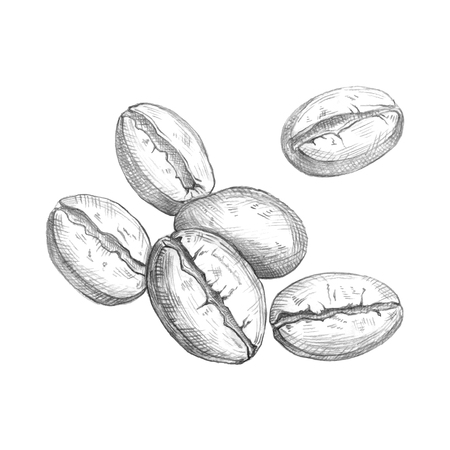 Hand drawn coffee beans isolated on white background. Vector illustrationのイラスト素材