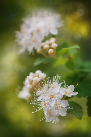 Beautiful background with and white flowers.  Layout for designの写真素材