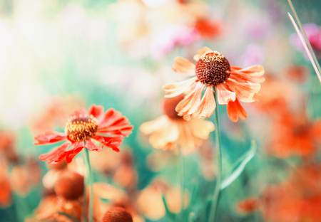 Beautiful orange flowers. Summer or spring backgroundの写真素材