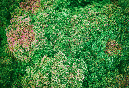 Beautiful green plant texture. Creative background for design
