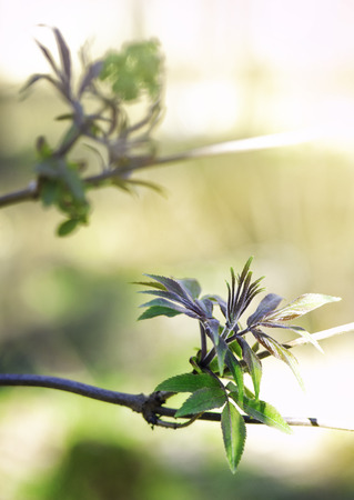 Fresh green leaves on tree branch. Spring and summer conceptの写真素材