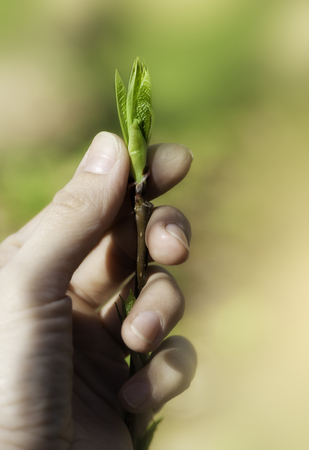 Woman hand with green plant branch with fresh leaves. New life conceptの写真素材