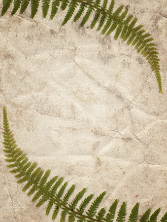 Vintage background with dry plant fern on old paper textureの写真素材