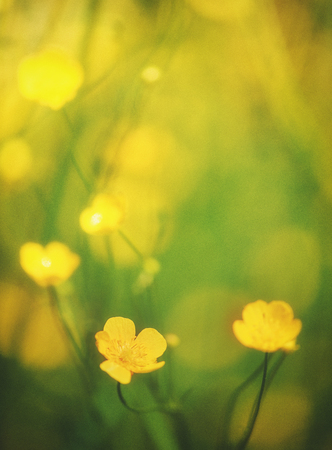 Abstract beautiful spring and summer background with yellow flower above sunlightの写真素材