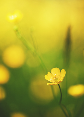 Abstract beautiful spring and summer background with yellow flower above sunlightの写真素材