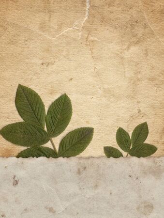 Vintage paper texture with dry plant backgroundの写真素材