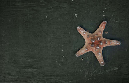 Seashell on the old rustic weathered wooden backgroundの写真素材