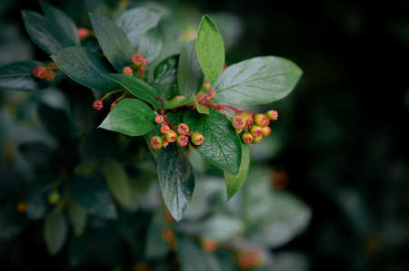 Natural green beautiful leaves background for designの写真素材