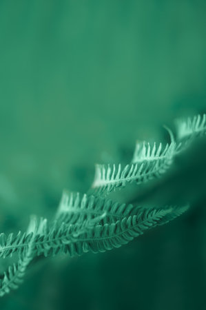 Natural green leaves of fern pattern background for designの写真素材