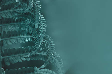 Natural green leaves of fern pattern background for design