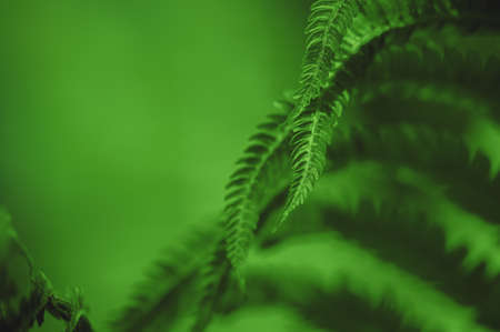Natural green leaves of fern pattern background for designの写真素材