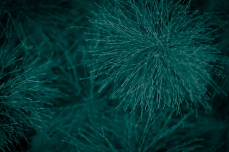 Natural green beautiful plants background for design